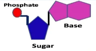 <p>What structure is this?</p>