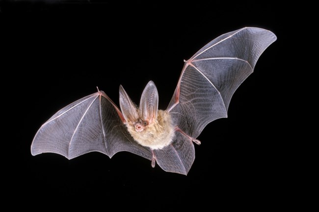 <p>Townsend’s Big-Earred Bat</p>