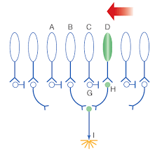 - Cells all lined up in a row
- Cells all have excitatory connections to another neuron
- Every other cell produces inhibitory neurotransmitters to neighbour cell
- Inhibited neighbour cell has an excitatory connection to motion sensitive cell
- When motion moves in a direction for circuit, neighbour cells get APs and are able to send excitatory neurotransmitters to motion sensitive cell before they can be inhibited
- When motion is in opposite direction of circuit, inhibitory cells are able to inhibit their neighbours before they can excite the motion sensitive cell, left with spontaneous activity
