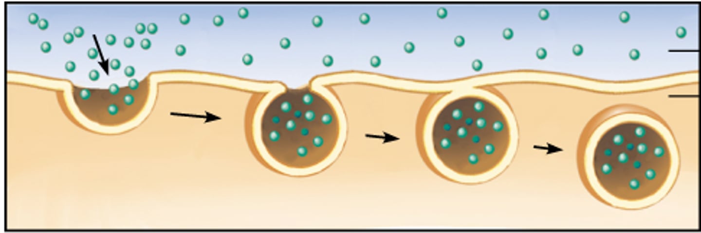 <p>a cell brings in biological molecules and particulate matter by forming new vesicles from the plasma membrane. <br>3 types: phagocytosis, pinocytosis and receptor-mediated endocytosis.</p>