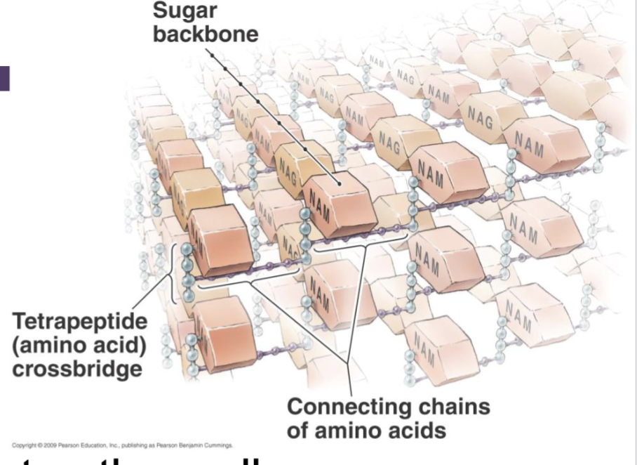 <ul><li><p><strong>Peptidoglycan:</strong> Composed of NAG and NAM subunits that are linked by amino acid crossbrdigees</p></li><li><p>Peptidoglycan provides structure and shape, protects against osmotic pressure</p></li><li><p>Can assist to help attatch to other cells and be resistant to antimicrbobial drugs. </p></li></ul><p></p>
