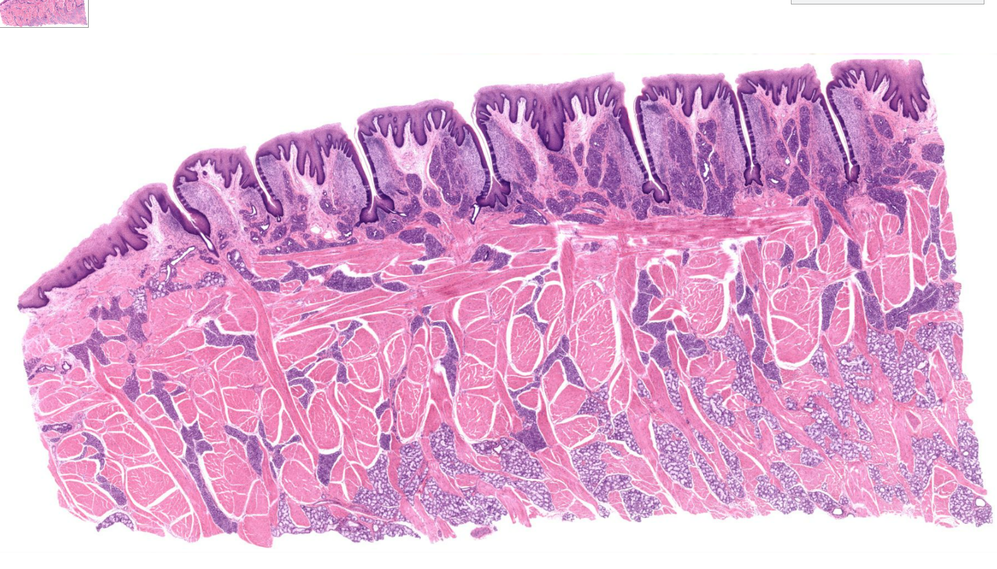 <p>Organ?</p>