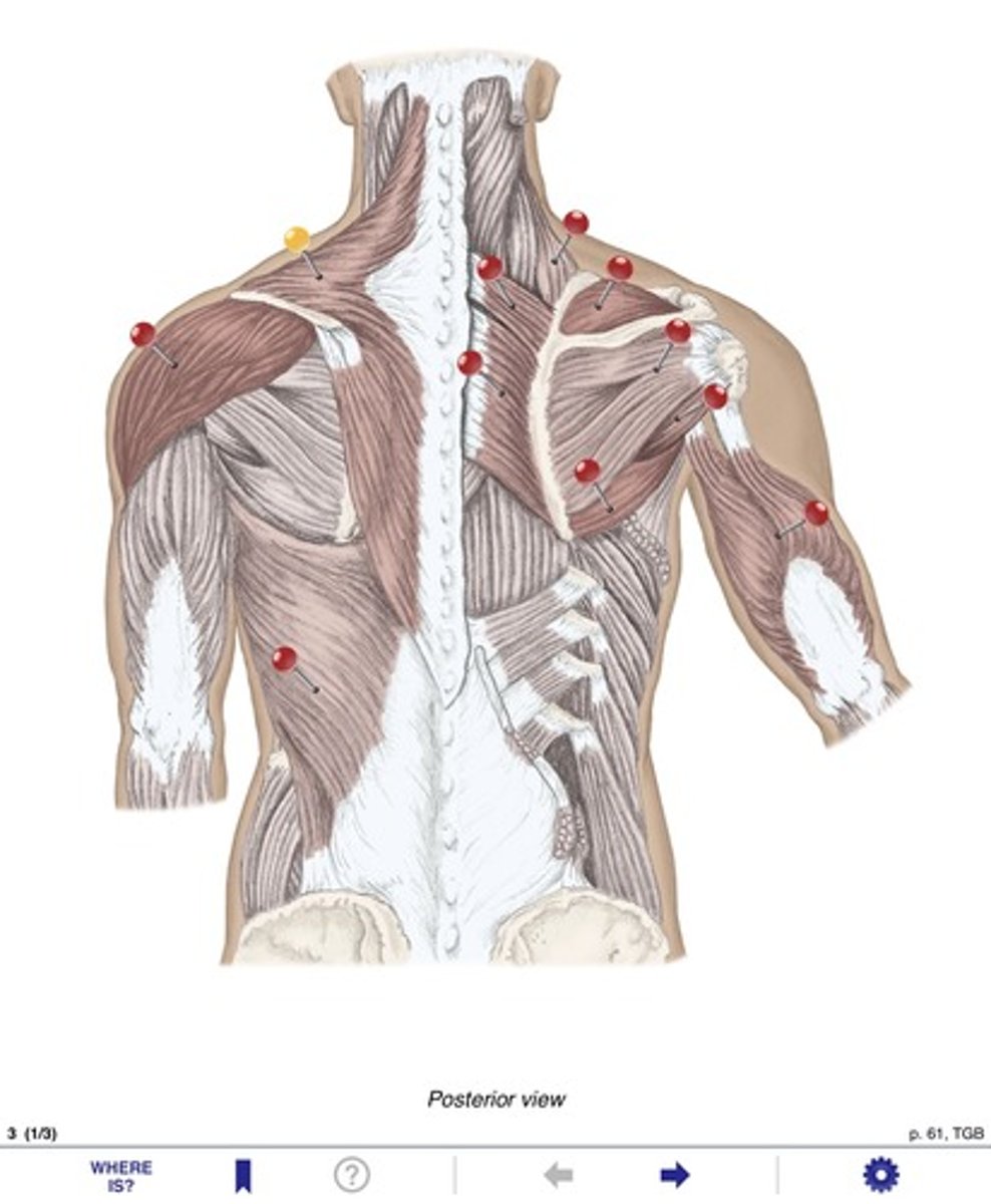 <p>Name the muscle at the yellow pin</p>