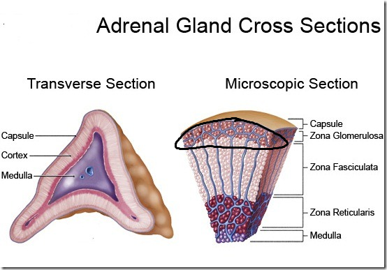 <p>outer part of the adrenal cortex, producing mineralcorticoids</p>