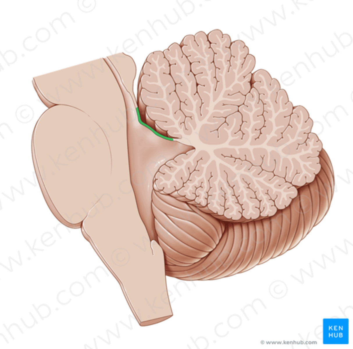 <p>Velum medullare superius, pöördub ümber pedunculus cerebri (ainuke närv, mis väljub dorsaalsemalt ja siis pöördub ventraalsemale)</p>