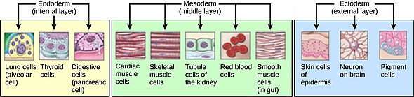 <p>What are some<strong> ectodermal derivatives?</strong></p>