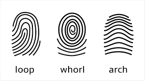 <p>Arch, loop, whorl patterns </p>