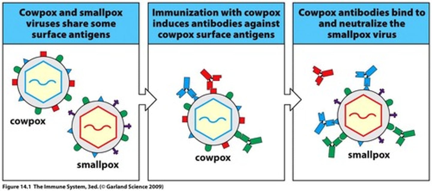 <p>Smallpox vaccination is considered an archetype of successful immunization.</p>