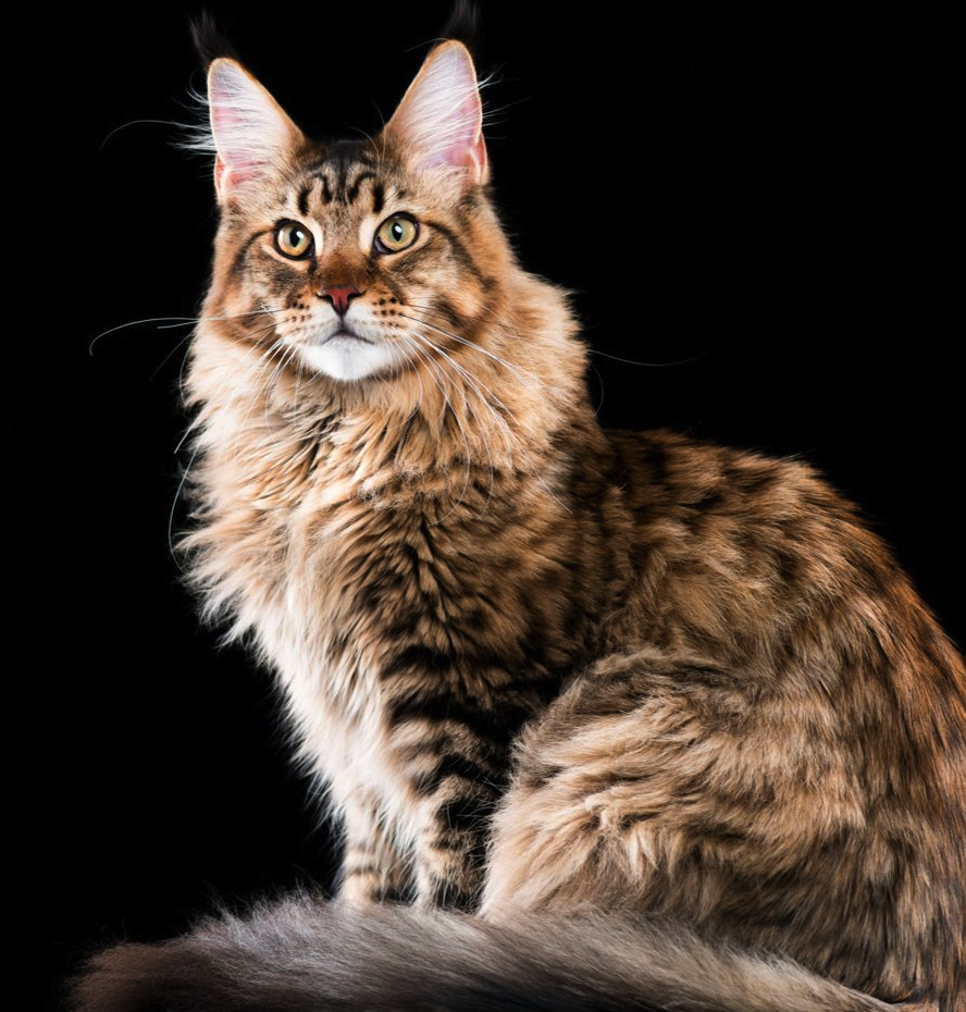 <p><span style="font-family: "Calisto MT";"><span>een van de grootste kattenrassen</span></span></p>