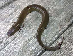 <p>Lesser Siren </p>