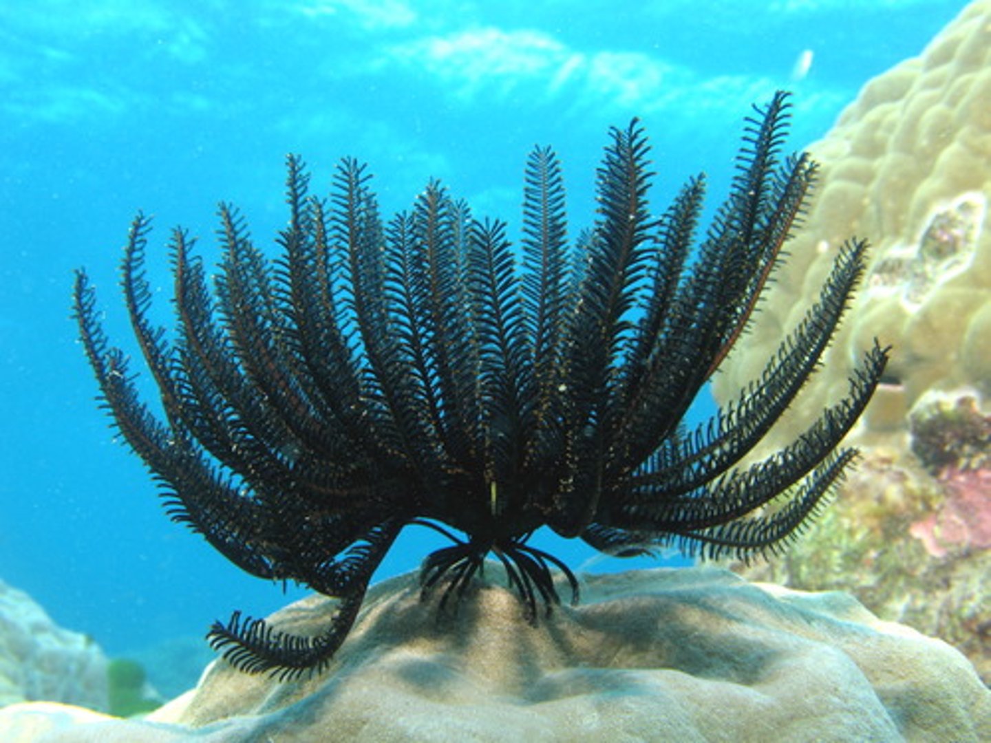 <p>- feather stars and sea lilies </p><p>- oldest and most primitive echinoderms </p><p>- mouthparts UPWARDS</p>