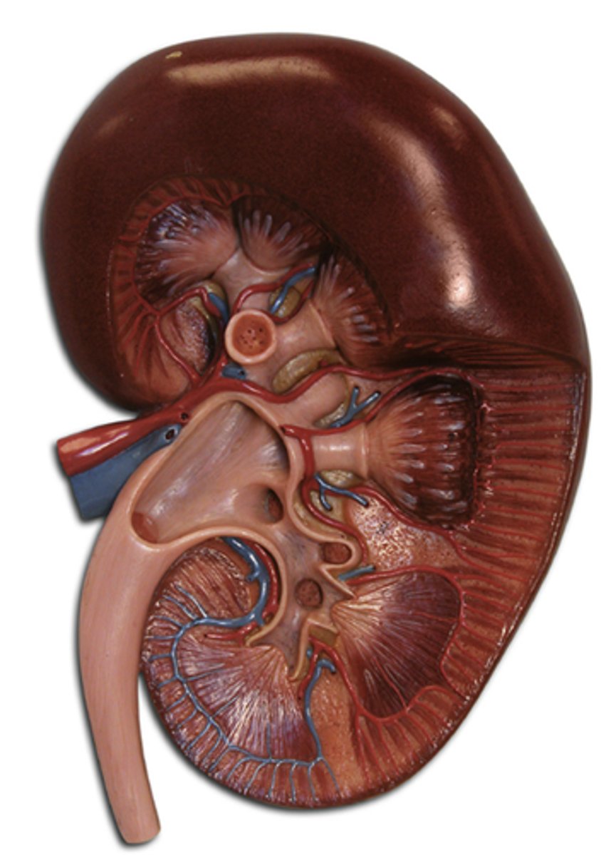 <p>A bean-shaped organ that filters, or removes, wastes from blood</p>