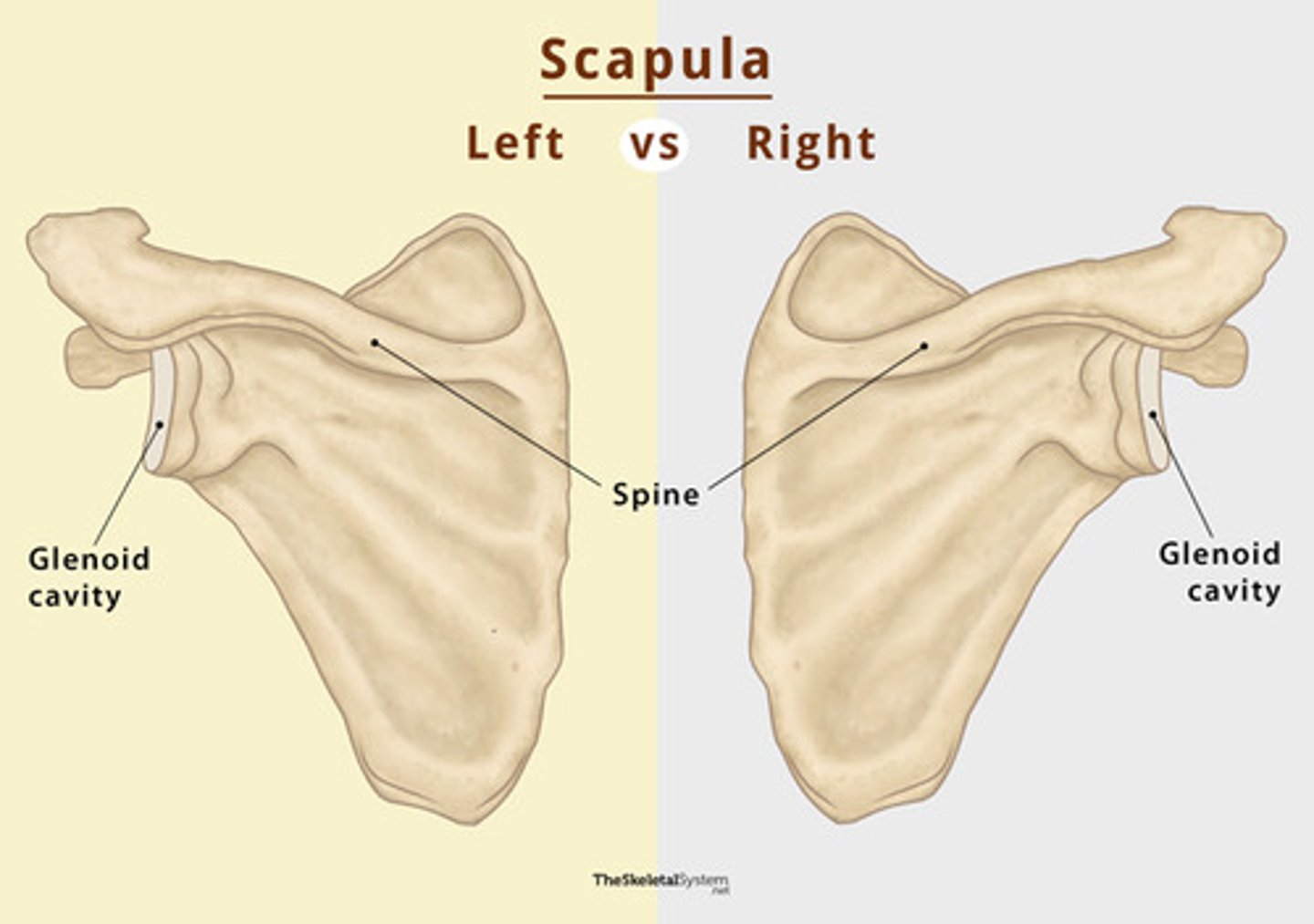 <p>The coracoid process (hook-shaped and on the transverse plane) is on the anterior side. Also look at the glenoid fossa (socket) to see where the humerus goes in.</p><p>***whatever side the glenoid cavity is on</p>