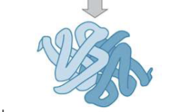 <p>the arrangement of <strong>multiple</strong> polypeptide chains into a functional complex</p>