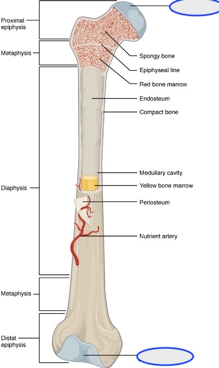 <p><span><span>kraakbeen = een onderdeel van het bot dat scharniert met een ander bot, het gewricht</span></span></p>