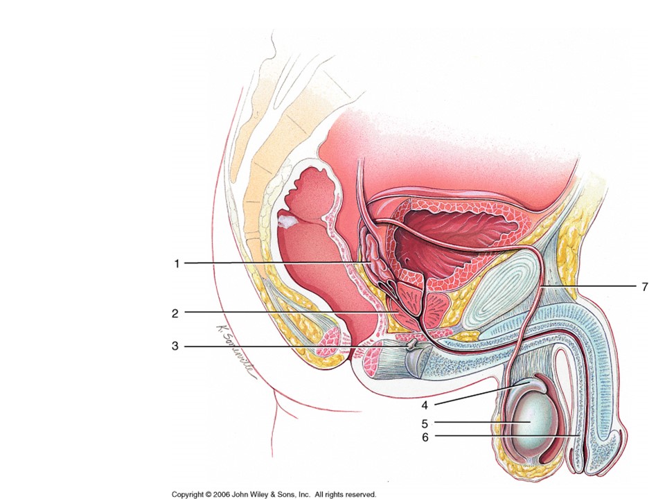 <p>Sperm moves from the efferent to where?</p>