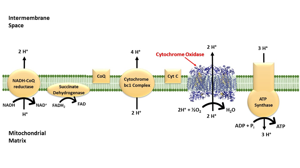 <p>Peripheral membrane protein</p>