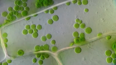 <p>The movement of organelles around the periphery of the cell, that occurs as a result of a movement of the cytoplasm, is called __________.</p>