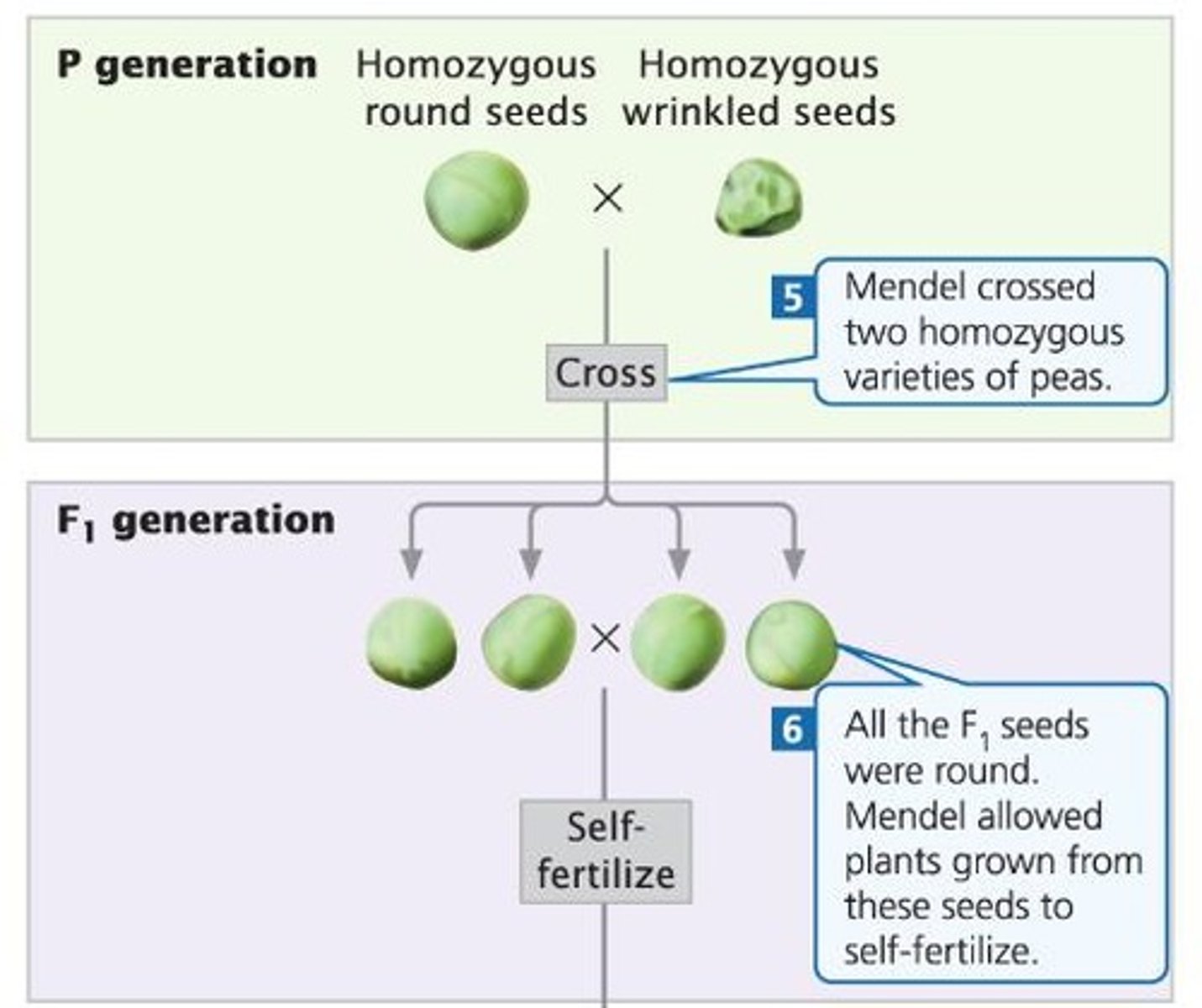 <p>They only produced tall progeny.</p>