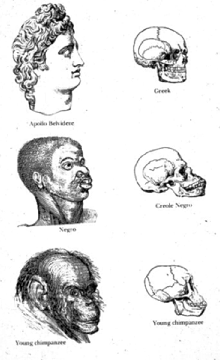 <p>Psuedoscience that believed the study of the size and shape of the skull was indicative of mental faculties, intelligence and character. (started in 1790's_</p>
