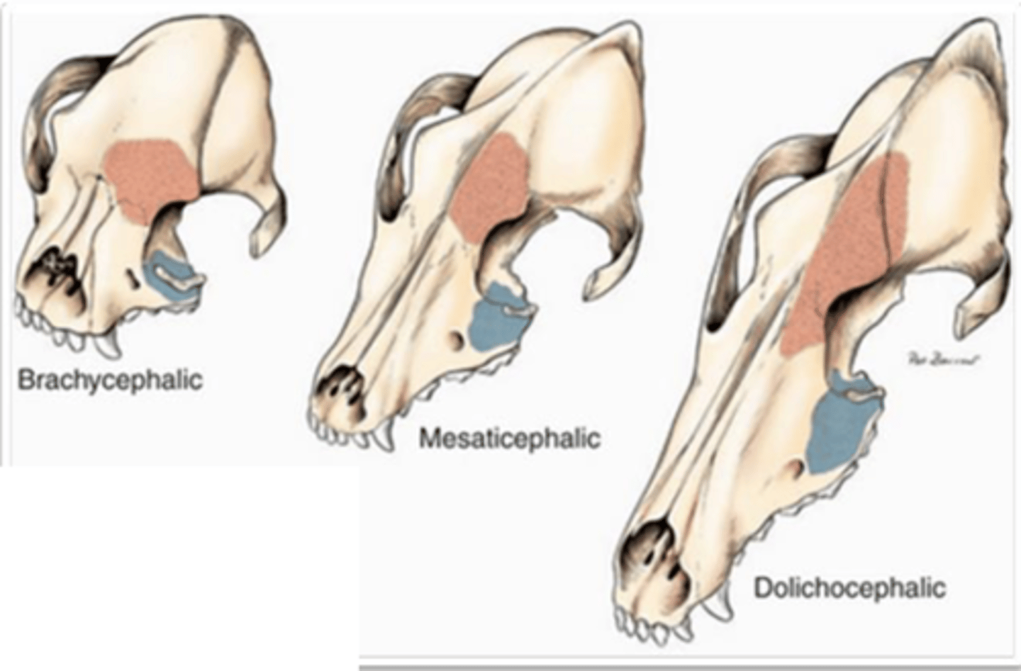 <p>what is the blue part called?</p>