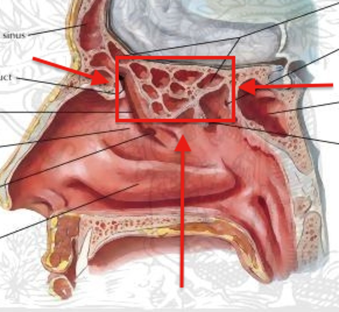 <p>drains into nasal meatus; not seen in x-rays until 2 years old (unless in CT)</p>