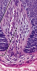 <p>Dermal papilla</p>
