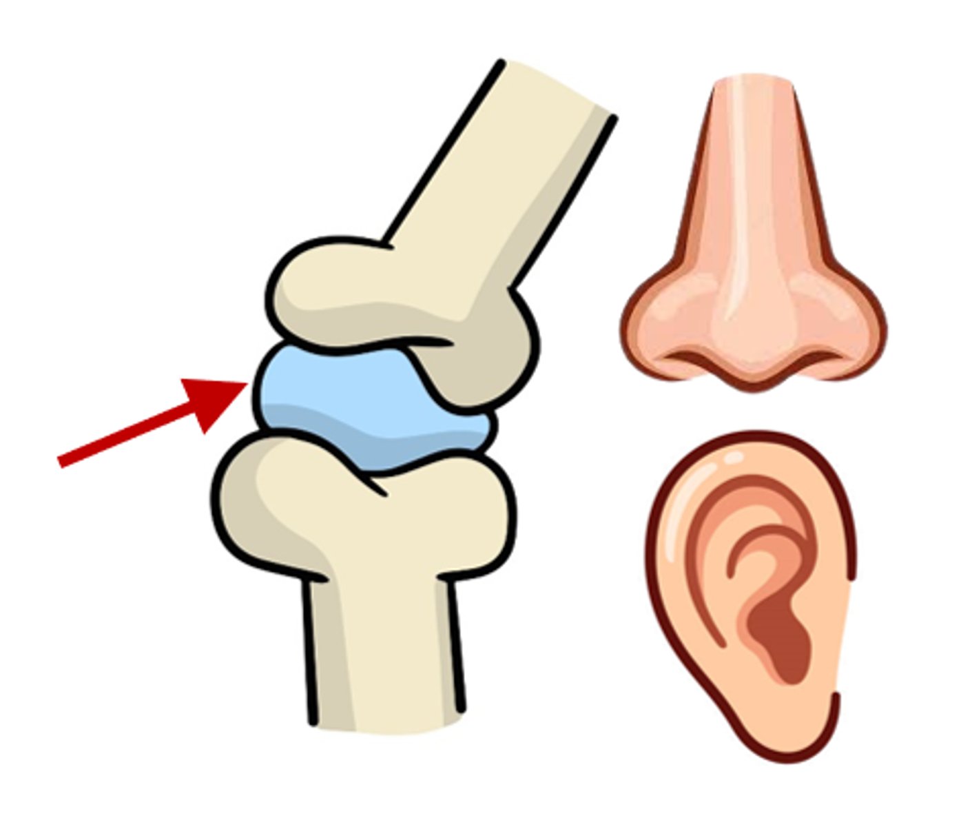 <p>a type of flexible connective tissue that provides a framework for the body</p>