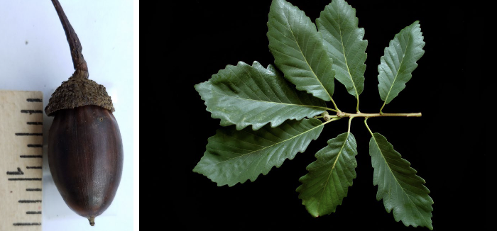 <p>Family<br>Genus<br>Species<br>Common Name</p>