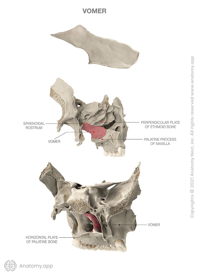 <p><span>An unpaired <strong>midline</strong> bone of the </span><strong>skull</strong><span>. Along with the </span>perpendicular plate<span> of the </span>ethmoid bone<span> the vomer forms the <strong>bony nasal septum</strong>.</span></p>