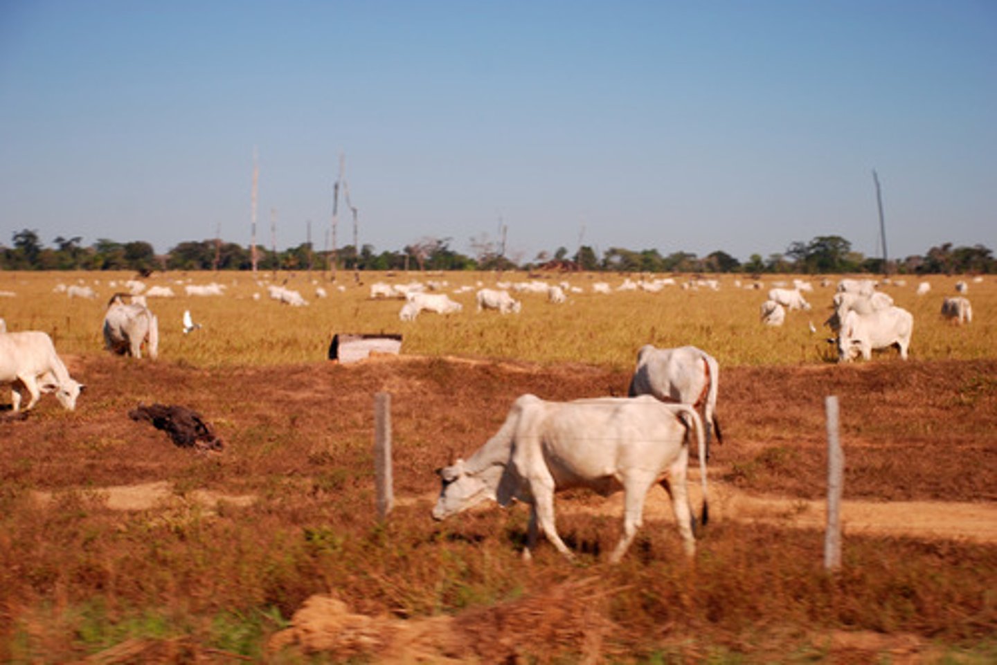 <p>Raising herds of cattle on an extensive farm, often on deforested land.</p>