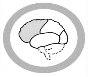 <p>The Frontal Lobe</p>