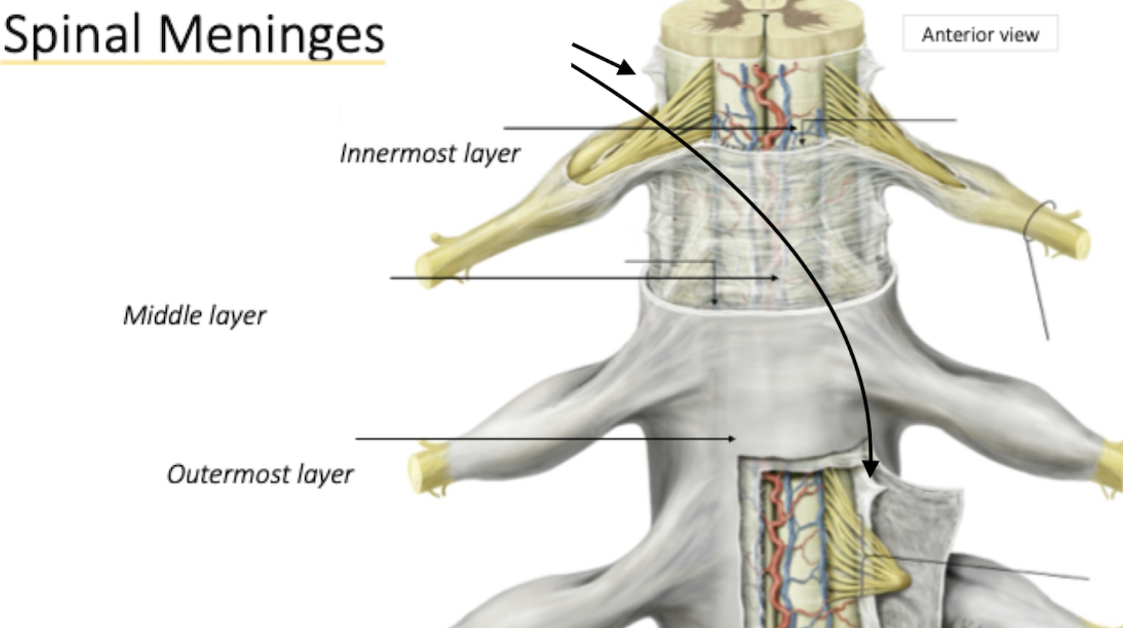 <p>Spinal Meninges</p>