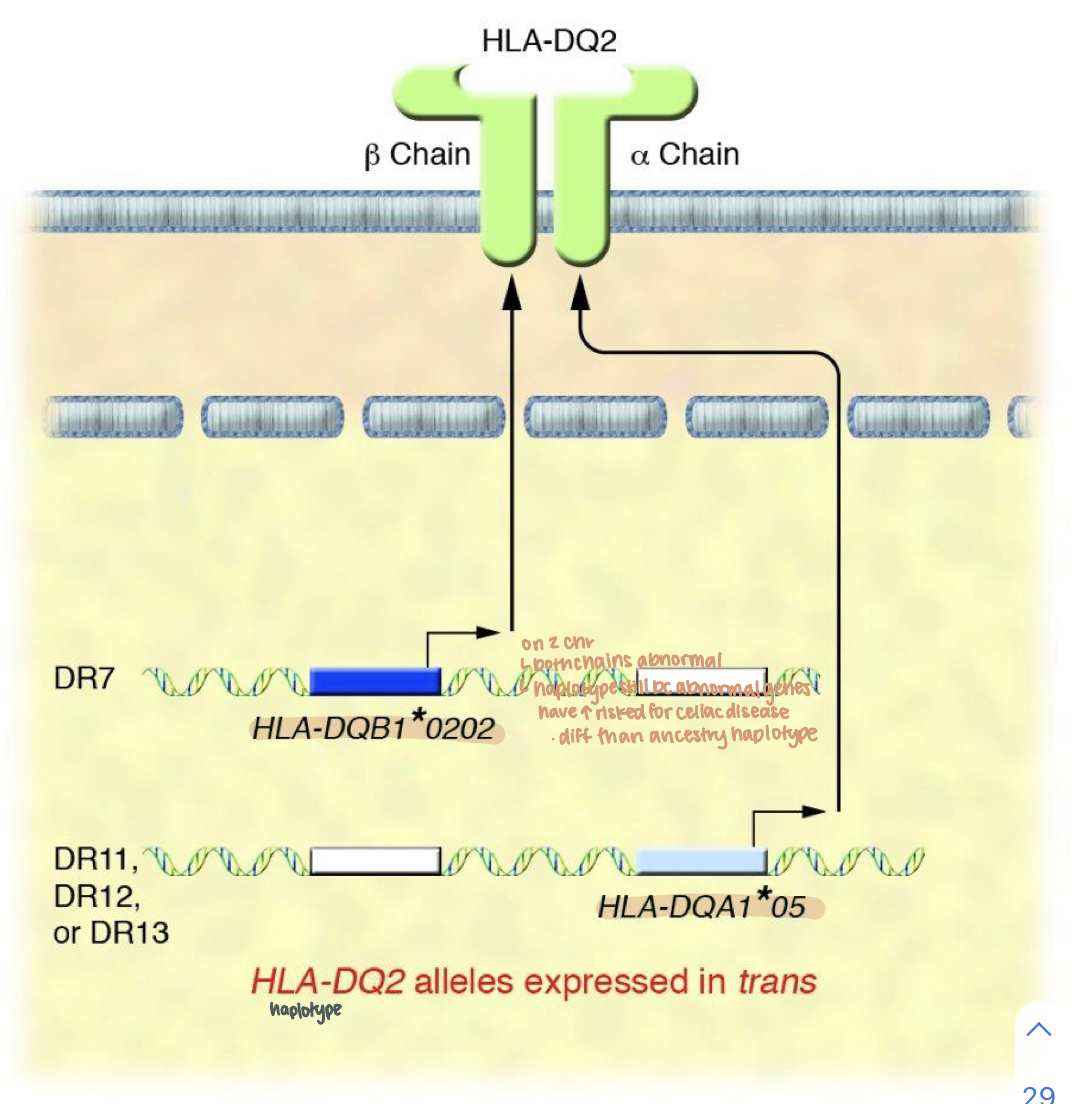 on 2 chromosomes

* both chains are abnormal
  * haplotypes remain because abnormal genes have high risk for celiac disease (different than ancestry haplotype)