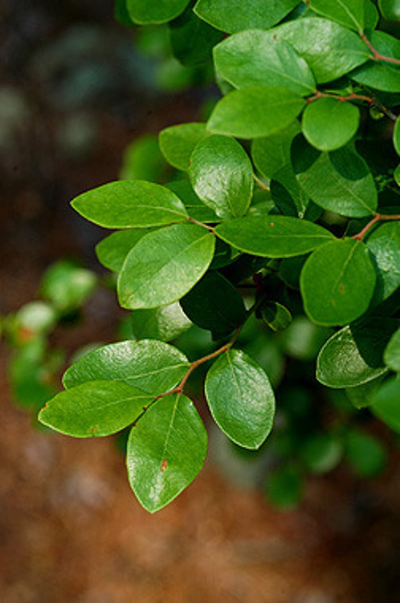 <p>Vaccinium arboreum<br>Ericaceae</p>