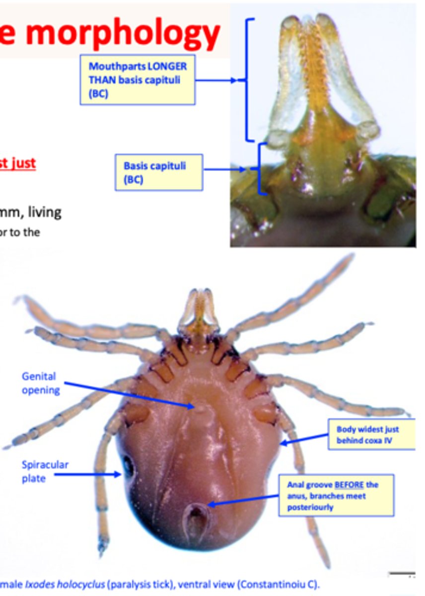 <p>Semi-engorged specimen frequently with body widest just behind coxa IV;</p><p>Mouthparts are longer than basis capituli;</p><p>Anal groove: anterior position, meet posteriourly;</p>