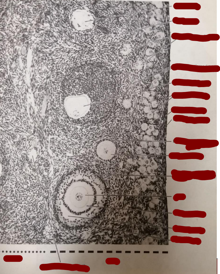 <p>Mature cat ovary, section through cortex</p>