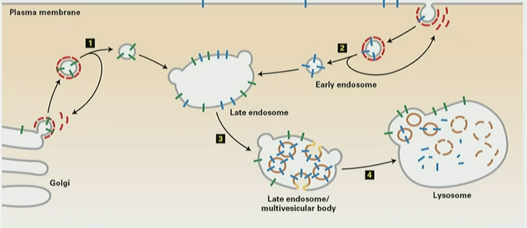 <ol><li><p>lysosomal enzymes TGN → late endosome</p></li><li><p>endosome carrying PM receptor fuse with late endosome</p></li><li><p>vesicles containing PM receptor bud inward (MVB)</p></li><li><p>MVB fuse with lysosome. lysosomal enzyme activate and degrade PM receptor</p></li></ol><p></p>