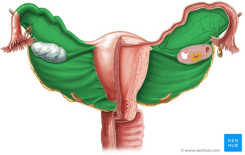 <ul><li><p><span style="color: blue"><strong>Ovarian</strong></span><strong> Ligament</strong></p></li><li><p><span style="color: blue"><strong>Suspensory</strong></span><strong> Ligament</strong></p></li><li><p><span style="color: blue"><strong>Broad</strong></span><strong> Ligament</strong></p></li></ul><p></p>