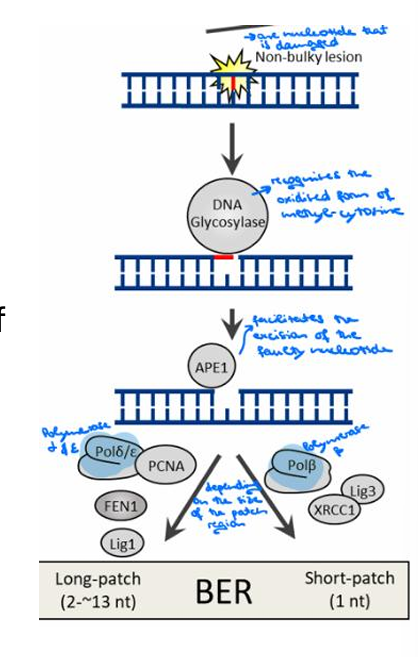 <p>The steps are Recognition (by DNA glycosylate), Excision (facilitated by APE1), and Resynthesis (by Polymeraseβ and Polymeraseδ/ξ).</p><p></p>