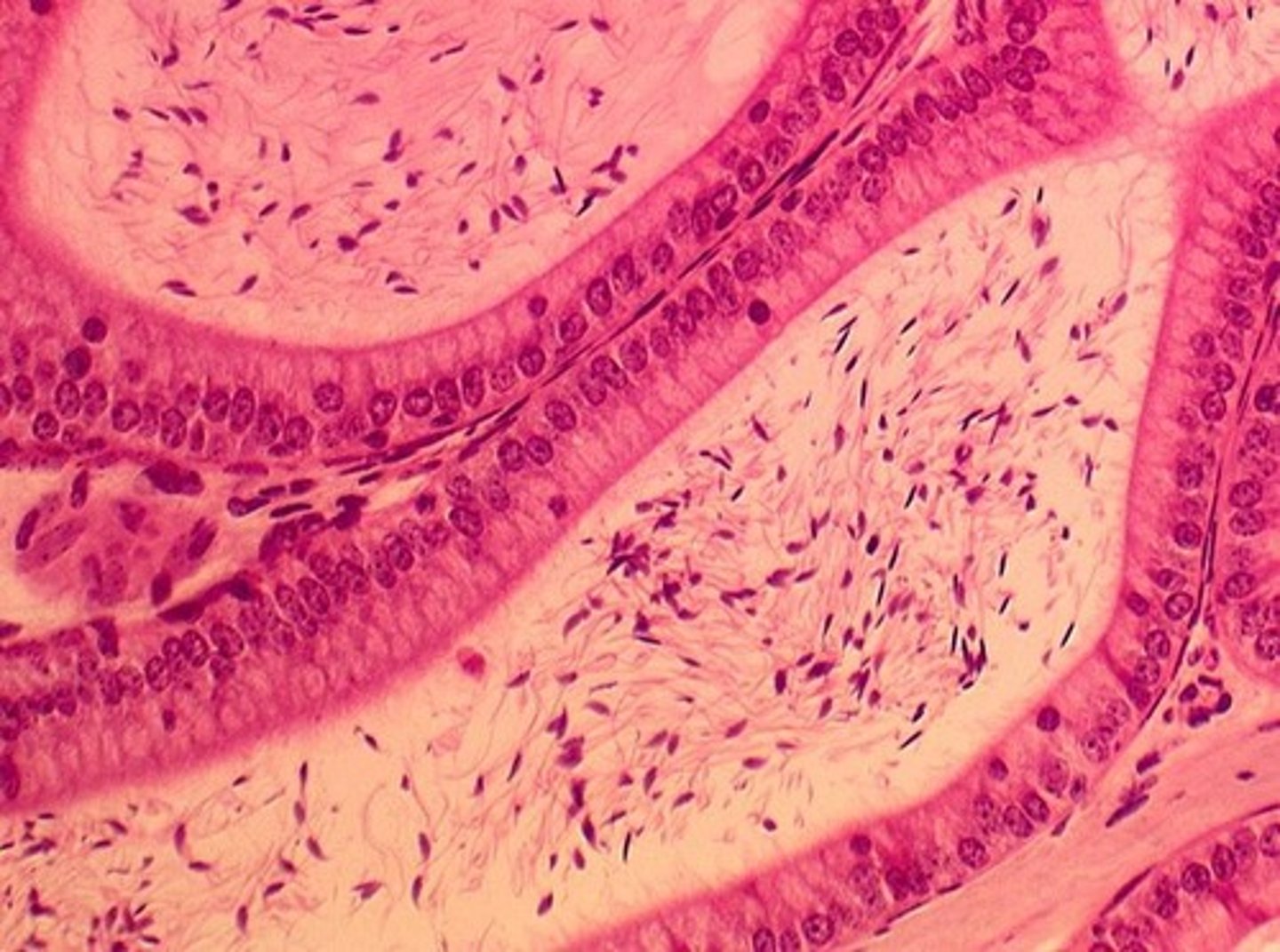 <p>Site for sperm storage and maturation.</p>