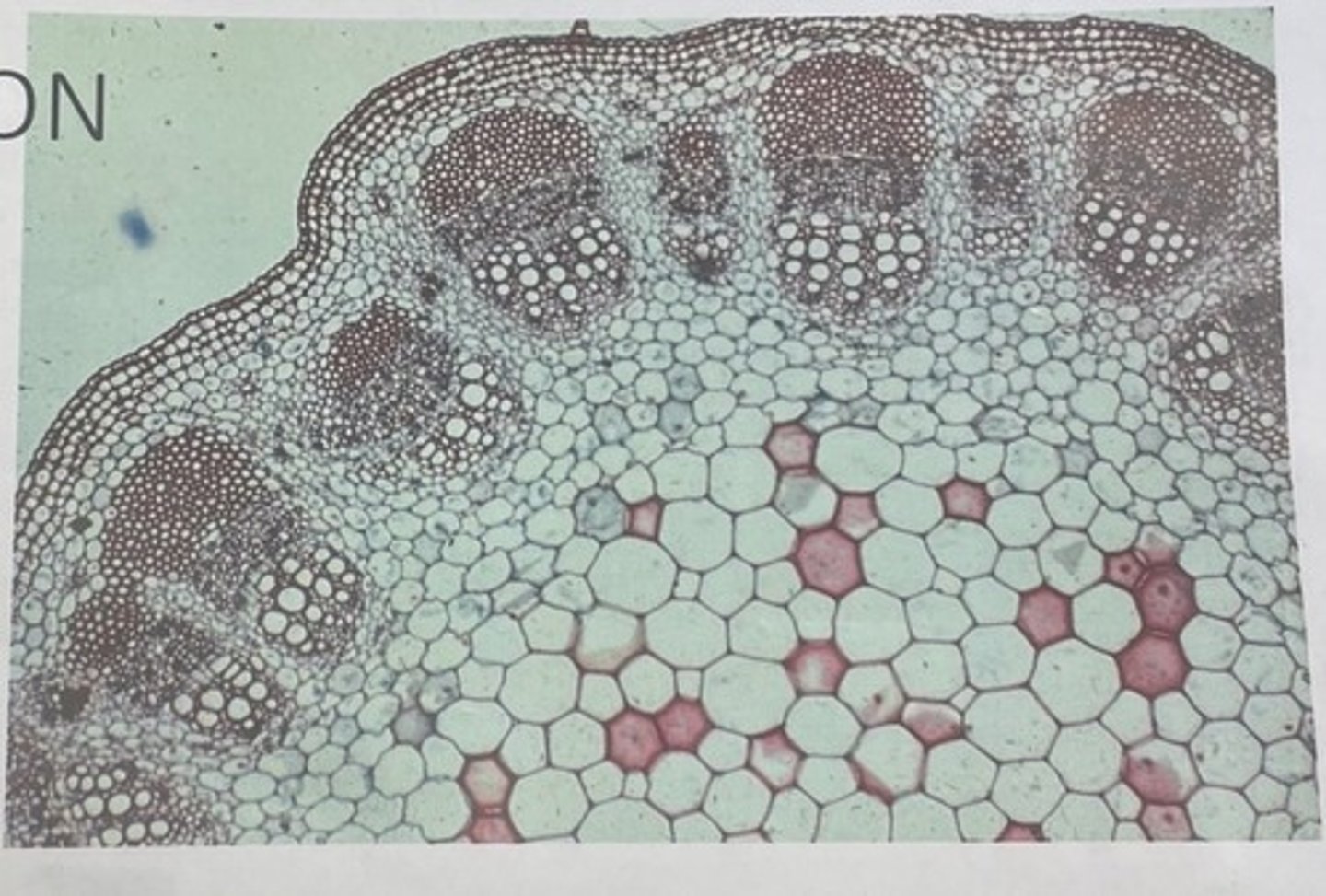 <p>vascular bundles arranged in a ring</p>
