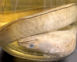 <p>What is the subclass of this specimen?</p>