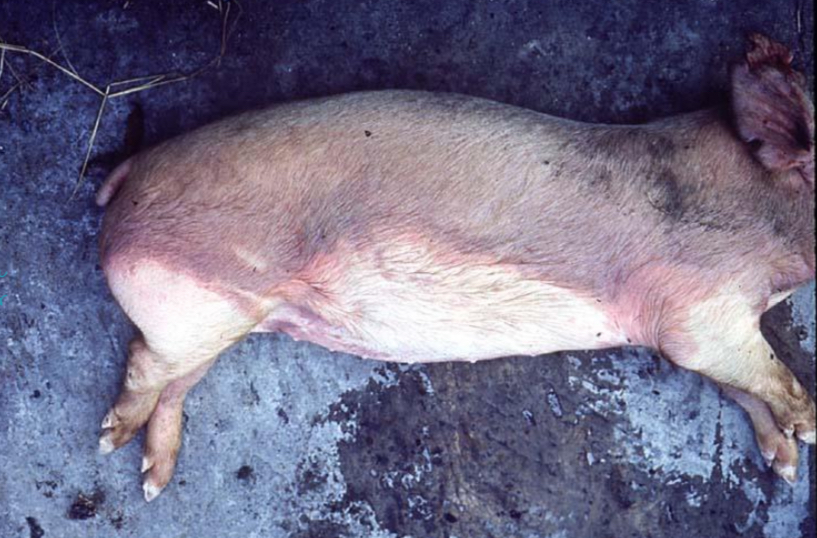 <p>what is the discoloration of the pig skin an example of **</p>