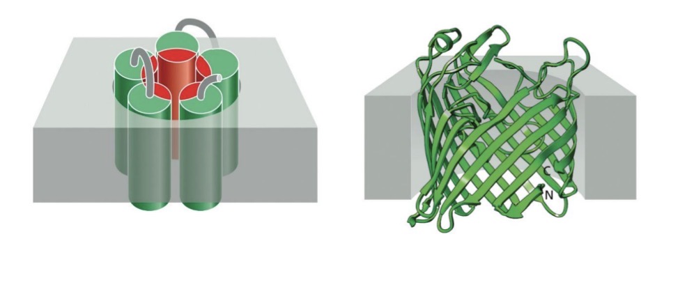 <p>What do transport proteins transport</p>