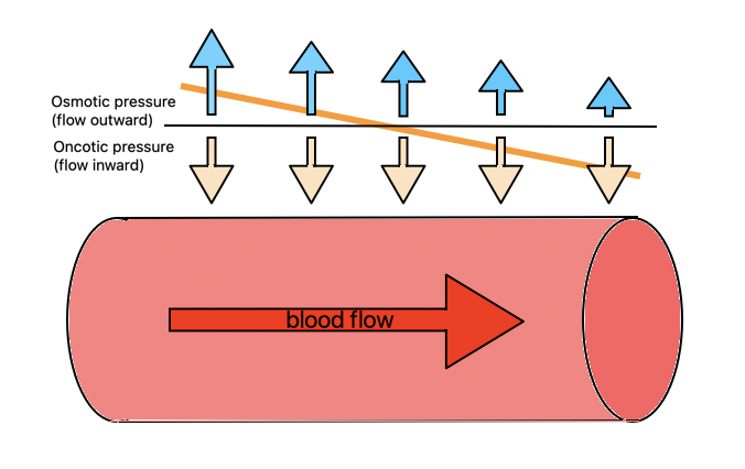 <ul><li><p>It has a negative net movement inflow of -1.5kPa (osmotic pressure is the same as hydrostatic)</p></li></ul>