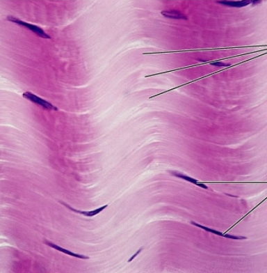 <p>what is the connective tissue?</p>