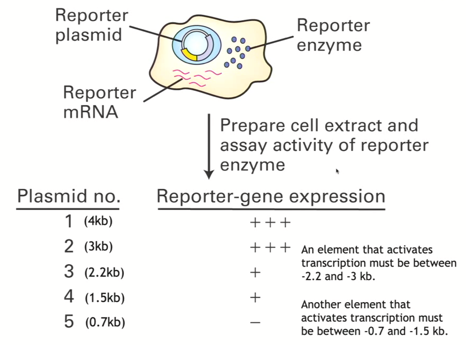<ul><li><p>compare to longest segment/control which we know contains all regulatory elements (in this case, 4kb)</p></li><li><p>we can see that 3kb also has great reporter-gene expression</p></li><li><p>2.2kb has less reporter gene expression, so an element that activates transcription must lie between 2.2 and 3kb</p></li><li><p>and so on! process of elimination</p></li></ul><p></p>