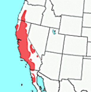 <p>Which species fits the following habitat and management concerns?</p><p><br>Habitat: Most widespread in the state; inhabits the chaparral woodland shrubland</p><p>Management issues: During peak population times, numbers are said to exceed hundreds per acre and up to a thousand per hectare, causing conflicts with crop production; important prey for many carnivores; several sub-species are endemic and CDFW species of concern including one that is endangered</p>