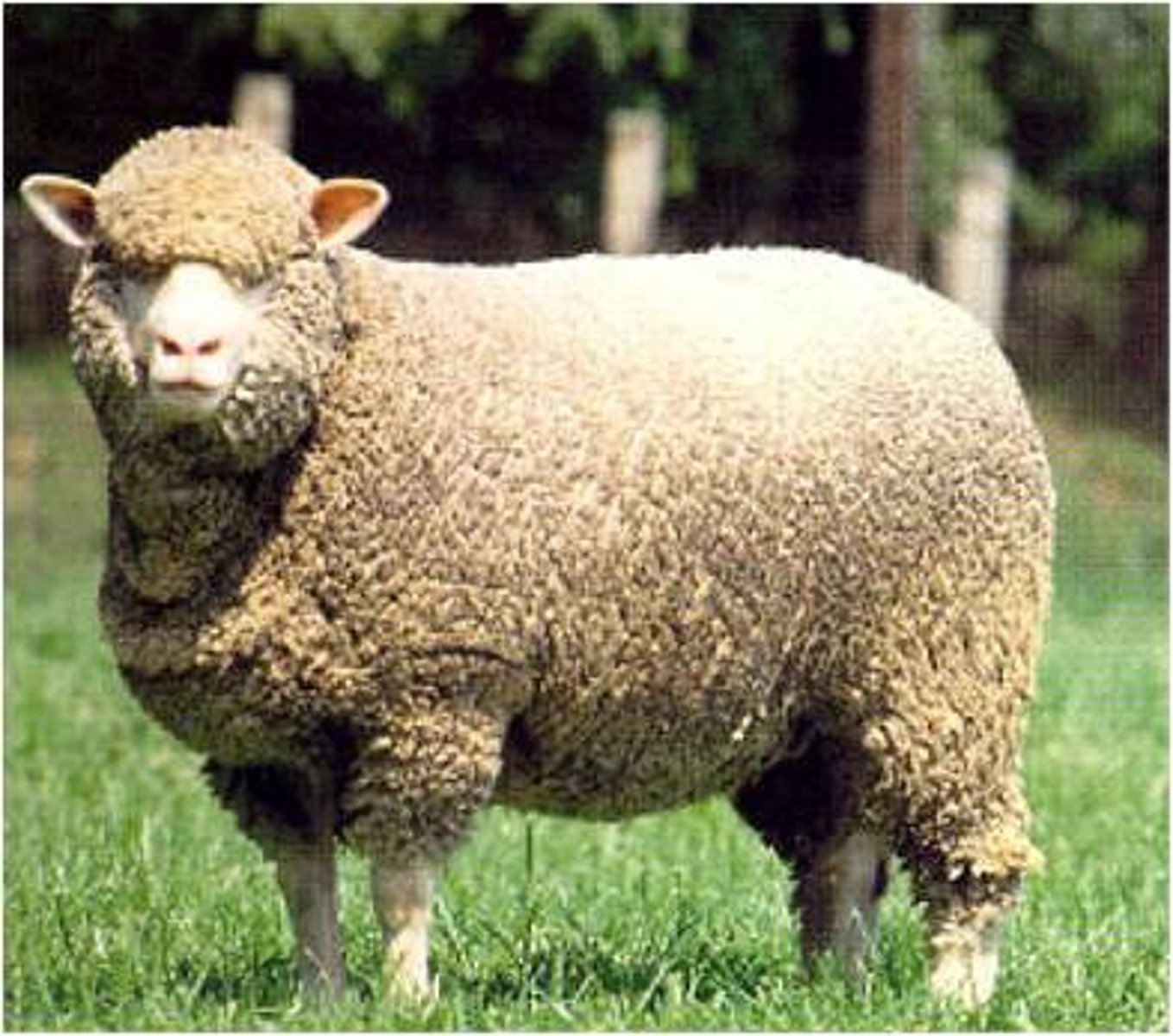 <p>aka delaine</p><p>most important wool producing in the world (australia, china, new zealand, they are okay w lower lamb weights)</p><p>finest wool</p><p>not as many in US bc of growth and lamb potential</p><p>horned or polled</p><p>from spain</p>